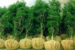 大树移植树体保湿三种方法