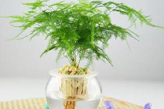 家庭养花叶子发黄怎么办