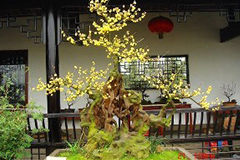 细说腊梅盆栽