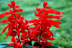 一串红家庭养护技术