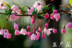 三月花事指南