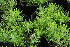 佛甲草家庭栽培技术的技巧