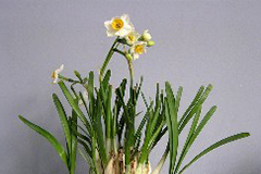 如何调节喇叭水仙花期