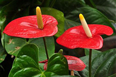 教你养好红掌（又名火鹤花、红鹤芋）