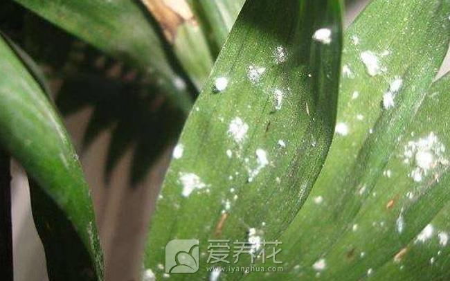 [从零开始学养花]如何判断花卉是否患有病虫(图2)