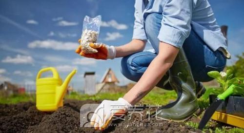 花卉的3种施肥法(图1)