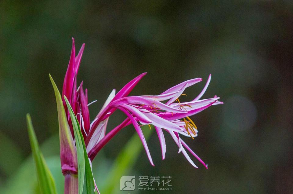 文殊兰的种植养殖手册 文殊兰长什么样(图2)