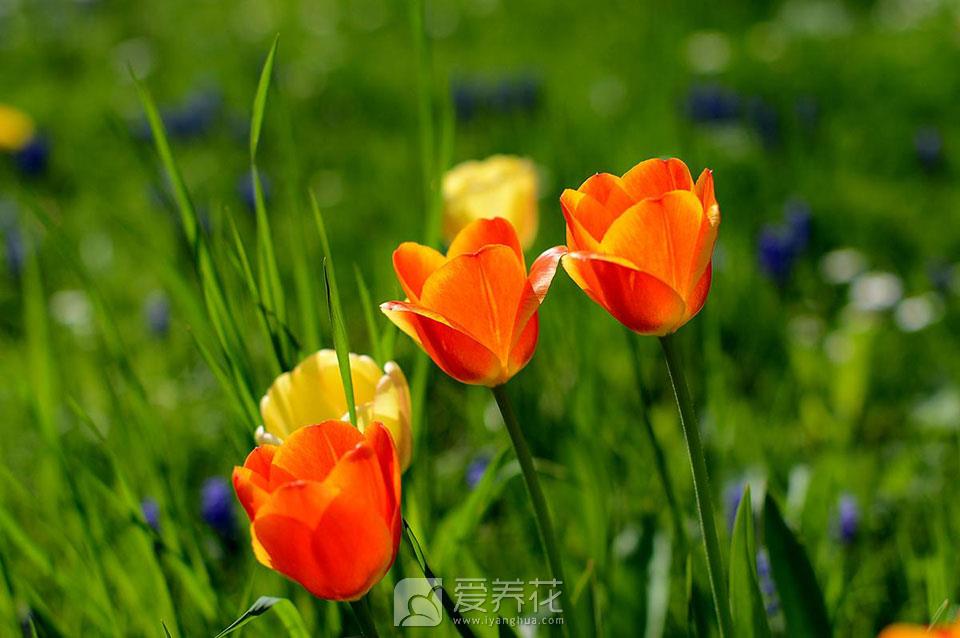 防备高温伤害花卉4招(图2)