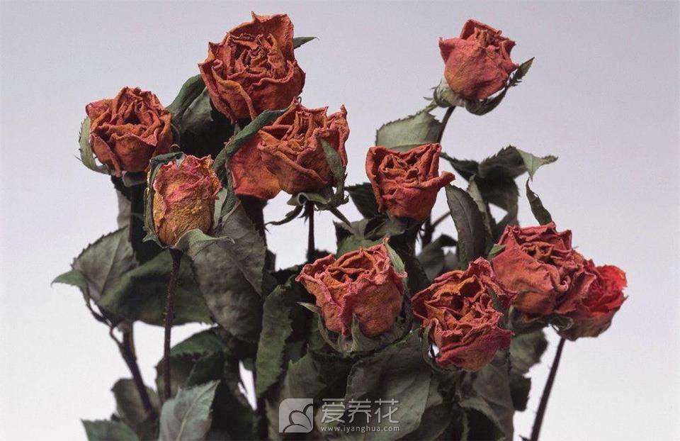 如何挽救濒临旱死的花？(图1)