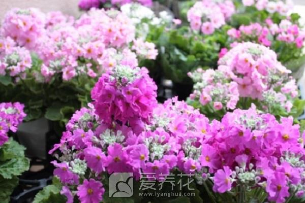 家庭养花调节光照的方法和注意事项(图2)