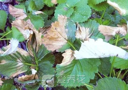 花卉苗木烧苗怎么办？如何挽救烧苗的花卉？(图1)