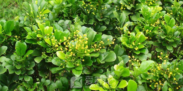 米兰花的基本介绍和培植施肥方法(图1)