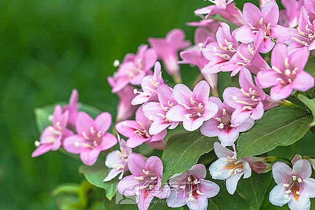 花卉营养不良的7种表现有哪些 花卉缺铁缺镁(图1)