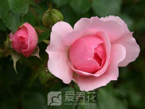 [从零开始学养花]花卉按照观赏部位分类(图1)