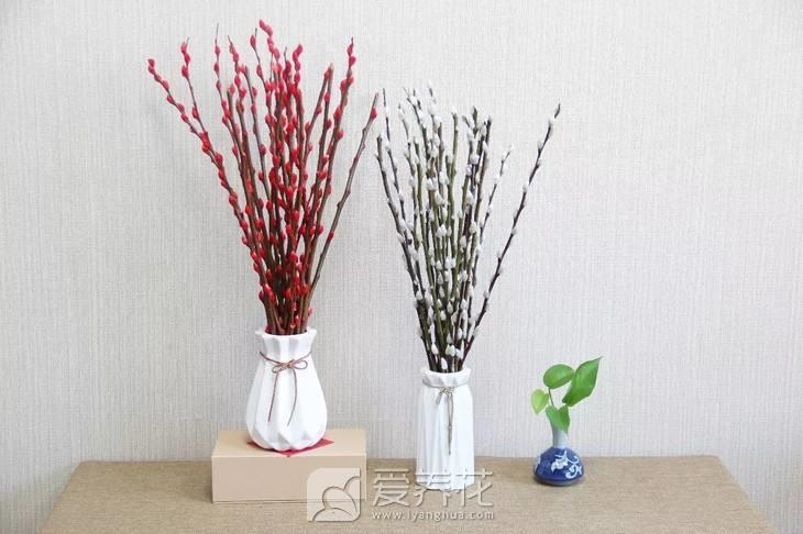 [从零开始学养花]花卉按照观赏部位分类(图5)