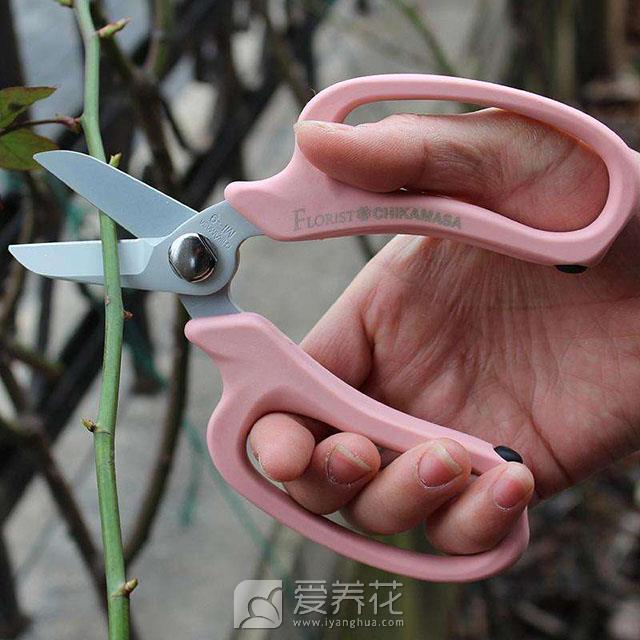 [从零开始学养花]种花养花需要准备哪些工具用品(图4)