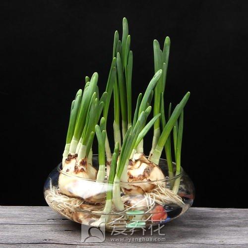 花卉花盆种类和如何选择 花盆图片大全(图8)