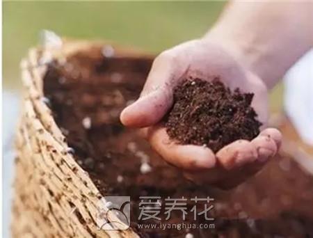 养好花就要用好土，花卉绿植培养土的配制方法和注意事项(图4)