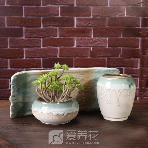 花卉花盆种类和如何选择 花盆图片大全(图9)