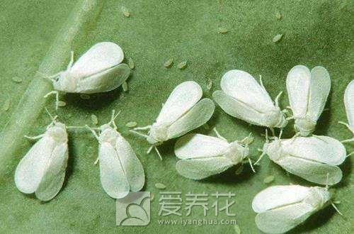 花卉的虫害及防治方法(图3)