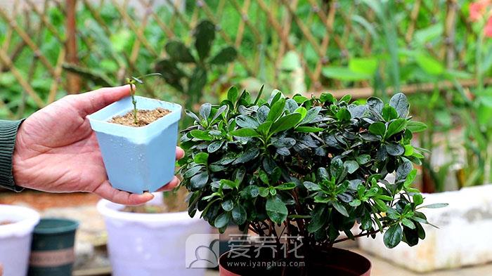 [从零开始学养花]花卉上盆、换盆、松土的步骤和方法(图1)