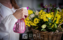 怎样清理花卉叶面(图1)