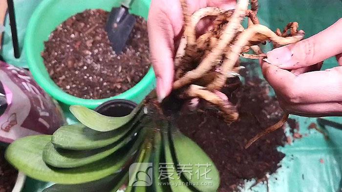 [从零开始学养花]花卉上盆、换盆、松土的步骤和方法(图3)