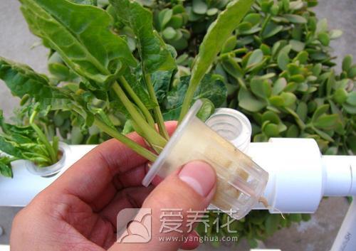 什么是无土栽培？花卉的无土栽培方法和技术有哪些？(图2)