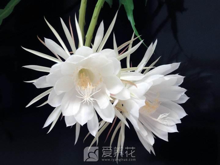 家庭如何养昙花 昙花种植手册(图1)
