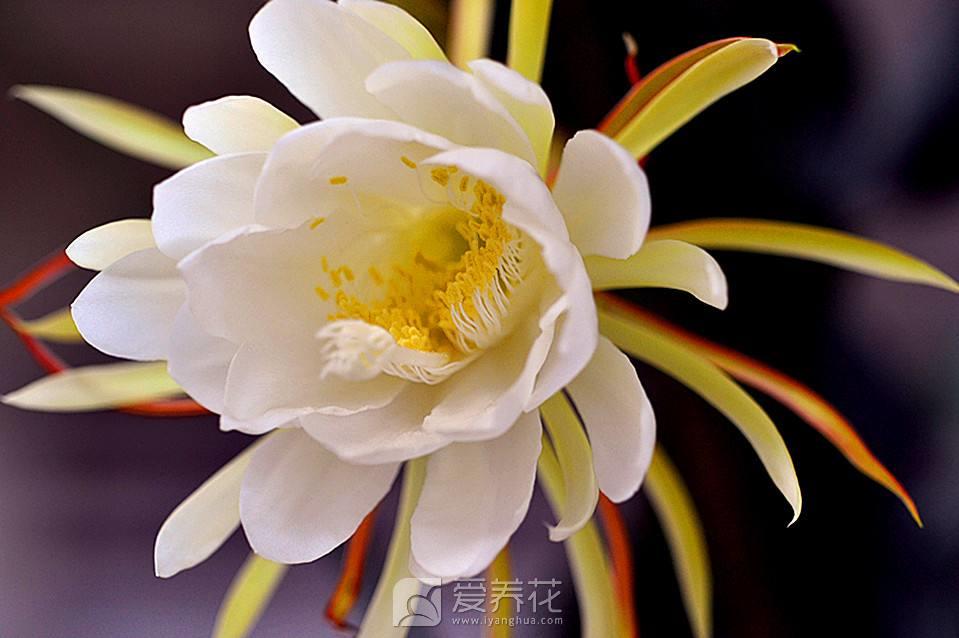 家庭如何养昙花 昙花种植手册(图2)