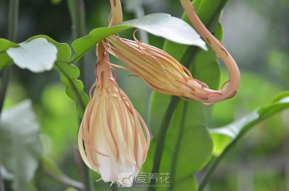 家庭如何养昙花 昙花种植手册(图3)