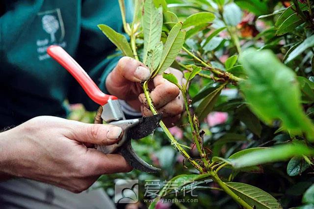 什么是压条繁殖，花卉苗木如何进行压条繁殖(图3)