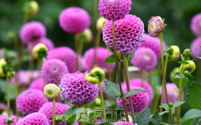 花卉根据原产地气候特征可以分为七大类(图3)