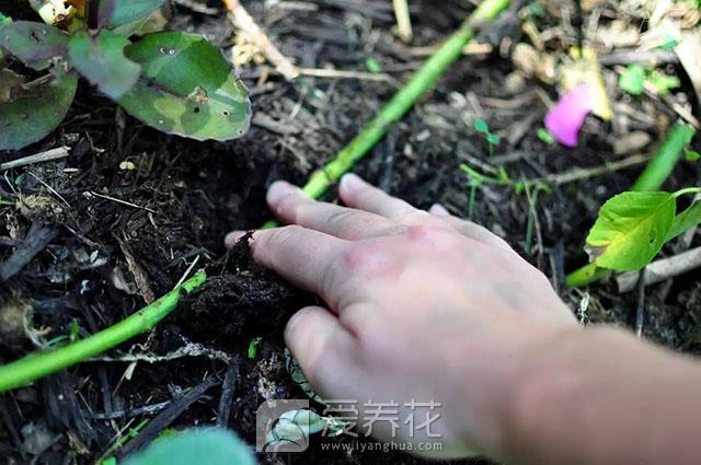 什么是压条繁殖，花卉苗木如何进行压条繁殖(图4)