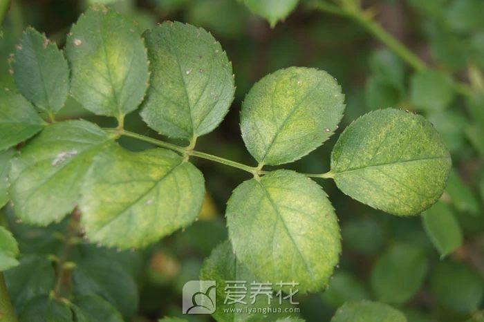 花卉养的不在状态 最全的花卉常见生理病害特征和防治手册(图1)