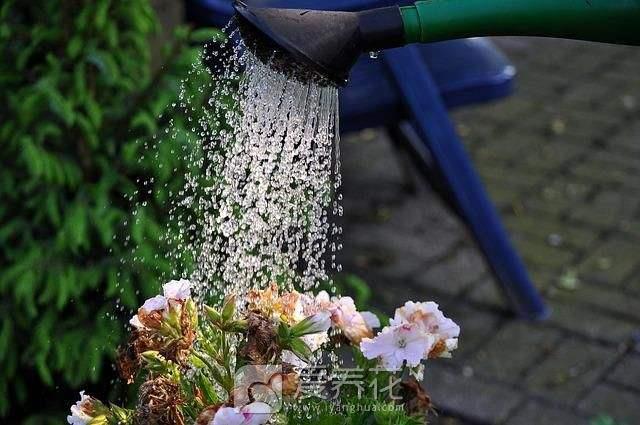 [从零开始学养花]把花养好要先认识水和花的关系(图1)