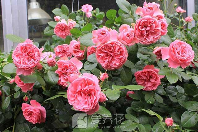 [从零开始学养花]把花养好要先认识水和花的关系(图2)