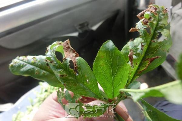 花卉养的不在状态 最全的花卉常见生理病害特征和防治手册(图2)