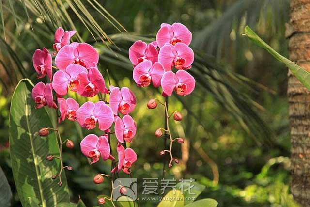 [从零开始学养花]家养花草怎么过冬？ 冬季花卉越冬养护最全攻略(图1)