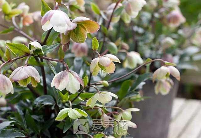 [从零开始学养花]家养花草怎么过冬？ 冬季花卉越冬养护最全攻略(图2)