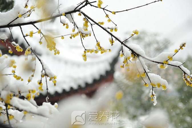 花卉冬季怎样过冬？预防低温伤害花卉的五个方面(图1)