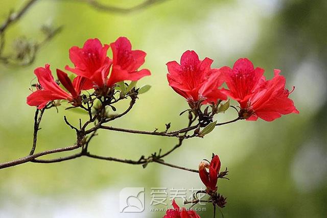 花卉的分类方法(图3)