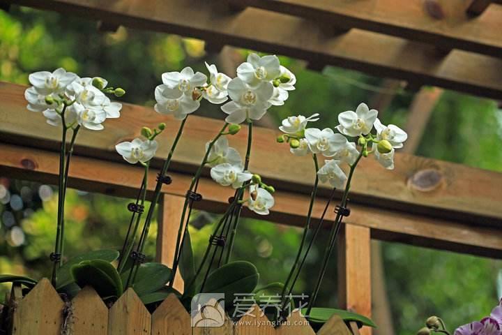 花卉冬季怎样过冬？预防低温伤害花卉的五个方面(图3)