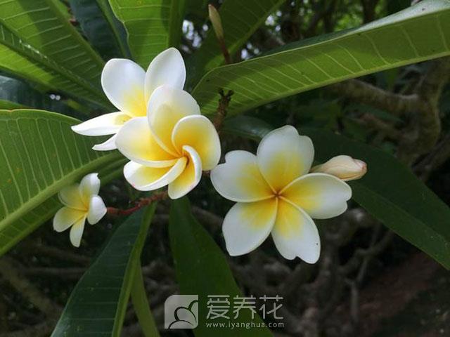 花卉的分类方法(图1)