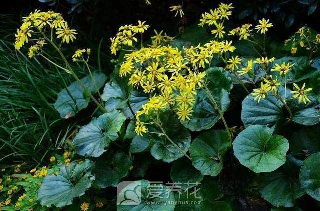 [从零开始学养花]家养花草怎么过冬？ 冬季花卉越冬养护最全攻略(图3)