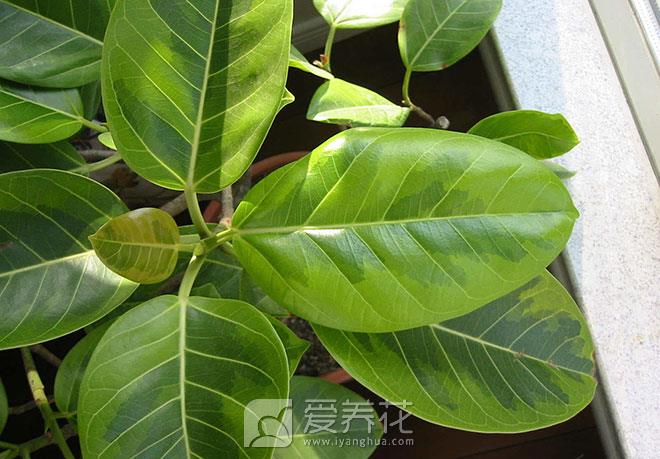 橡皮树的综合种植方法 花语、水肥、修剪和繁殖(图2)