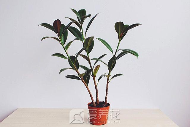 橡皮树的综合种植方法 花语、水肥、修剪和繁殖(图1)