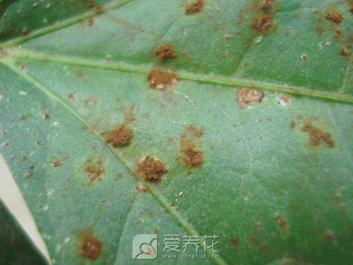 花卉苗木锈病的防治方法(图2)