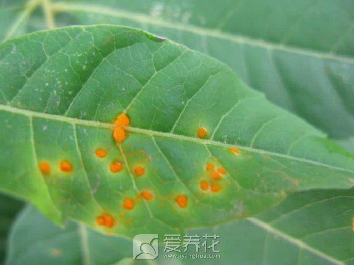 花卉苗木锈病的防治方法(图1)