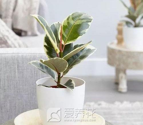橡皮树怎样过冬(图2)